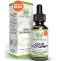 Benevolent Liquid Chlorophyll Drops – Organic Detox & Immune Support | Internal Deodorizer for Skin, Gut & Energy | Natural Mint Flavor, Non-GMO, 4-Month Supply